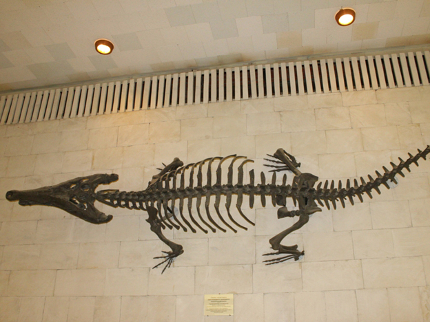 Travelme_russia_moscow_museum-of-paleontology_foto-by-anatoliy-selyaninov-_11_